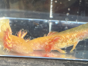 Nursery Choice Hi Iridophore Albino Nina's Axolotl Nursery