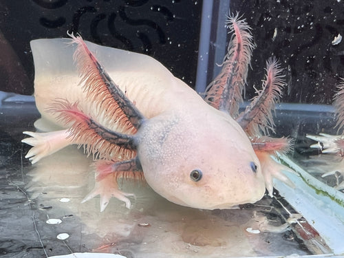 Dark Gill Hi Iridophore Luecistic Holdback Nina's Axolotl Nursery