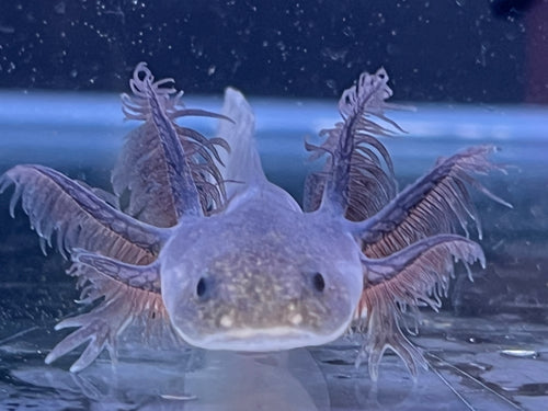 Nursery Choice Melanoid Nina's Axolotl Nursery