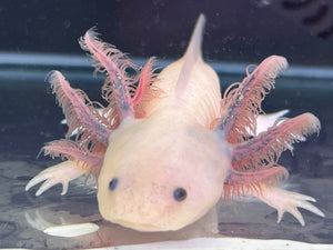 Dark Gill Forked Dirty Luecistic low iridophore Nina's Axolotl Nursery