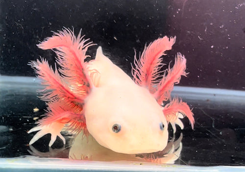 Dark Gill Leucistic some iridophores Nina's Axolotl Nursery