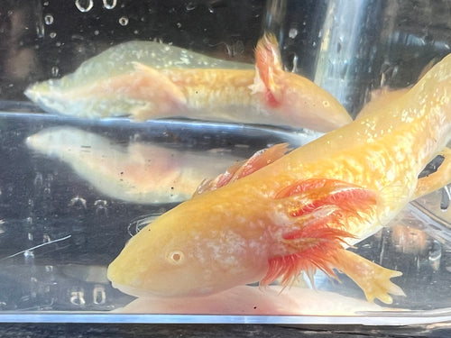 Nursery Choice Hi Iridophore Albino Nina's Axolotl Nursery