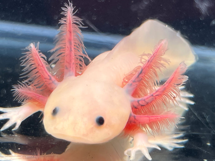 Axanthic Leucistic Nina's Axolotl Nursery