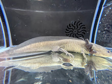 Load image into Gallery viewer, GFP Melanoid low grade mosaic Nina&#39;s Axolotl Nursery
