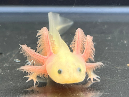 GFP Leucistic Nina's Axolotl Nursery