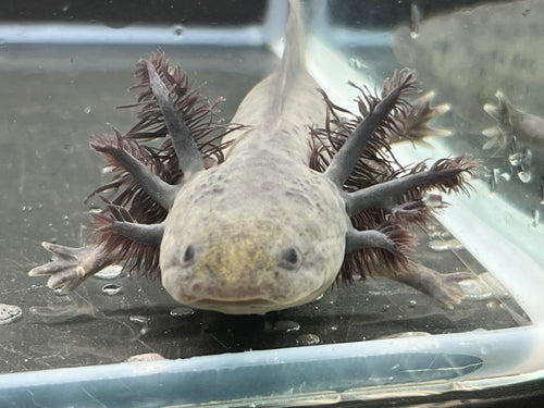 Melanoid Nina's Axolotl Nursery