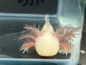 GFP White Albino Nina's Axolotl Nursery