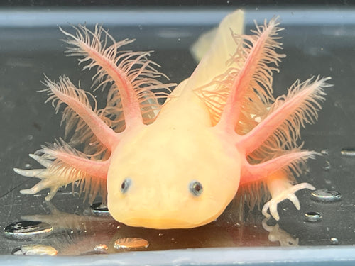 Leucistic Nina's Axolotl Nursery