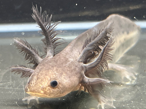 Melanoid Nina's Axolotl Nursery