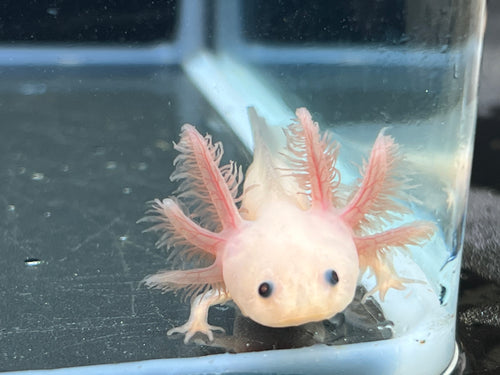 Leucistic Nina's Axolotl Nursery