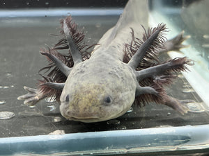 Melanoid Nina's Axolotl Nursery