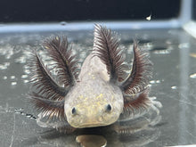 Load image into Gallery viewer, Melanoid Nina&#39;s Axolotl Nursery
