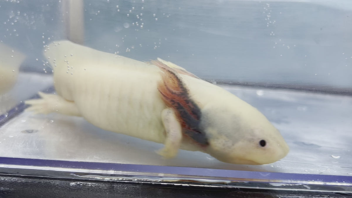 Male Dark Gill Dirty Leucistic - Nina's Axolotl Nursery