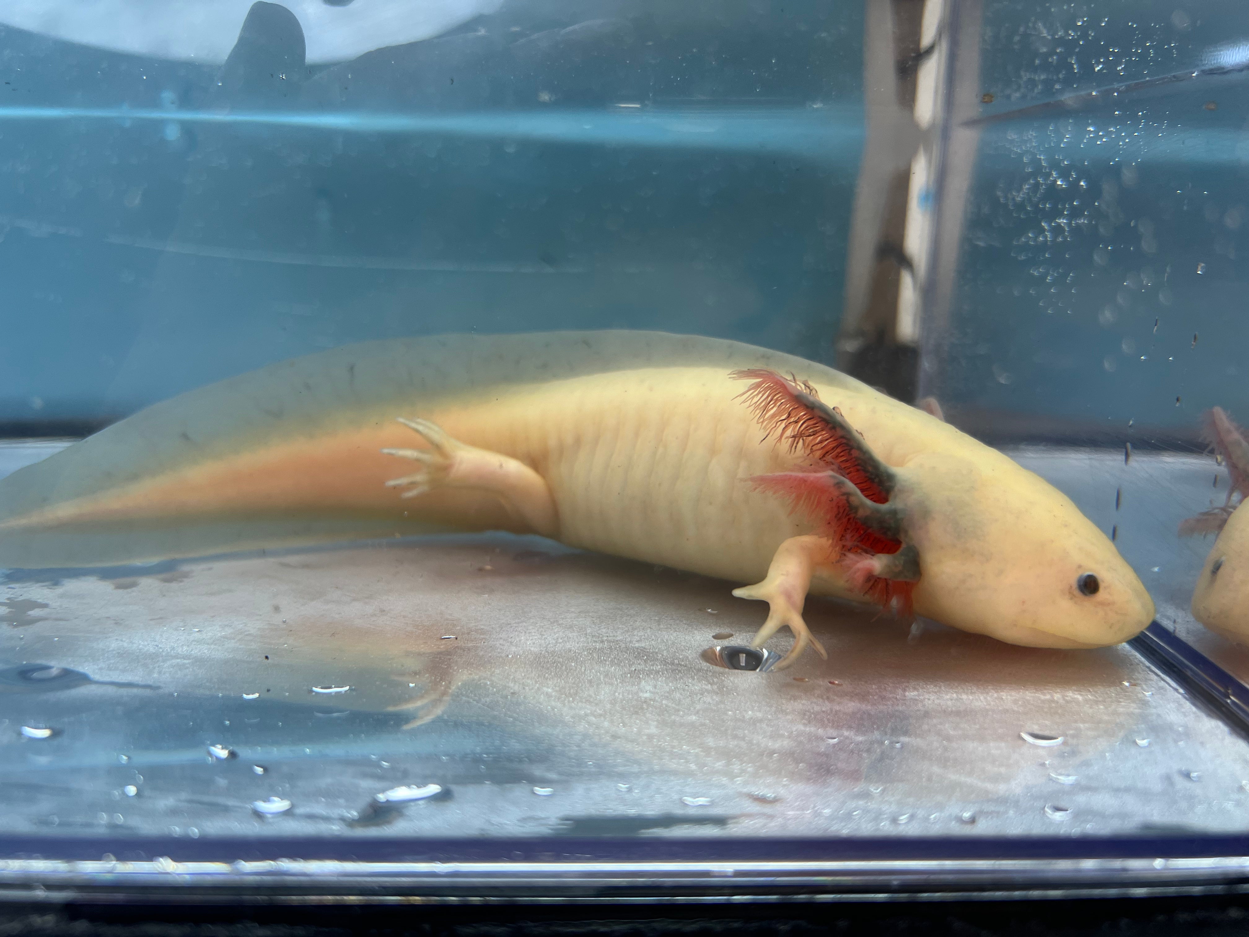 Axolotl Worms for Food ( Red Wiggler Mix) - Nina's Axolotl Nursery