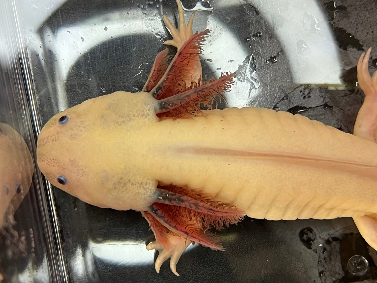 Male Dirty Dark Gill Leucistic Axolotl - Nina's Axolotl Nursery