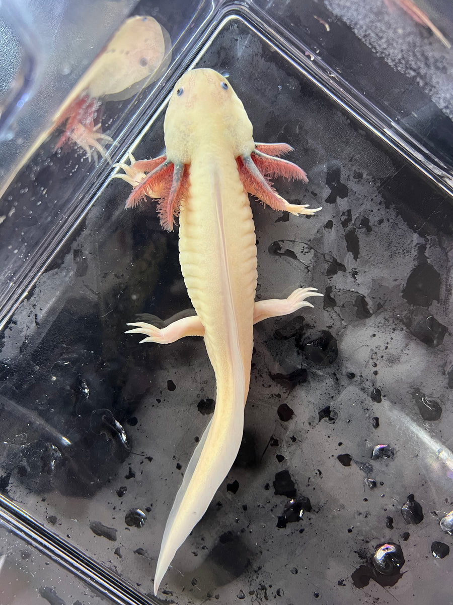 Male Dirty Dark Gill Leucistic Axolotl - Nina's Axolotl Nursery