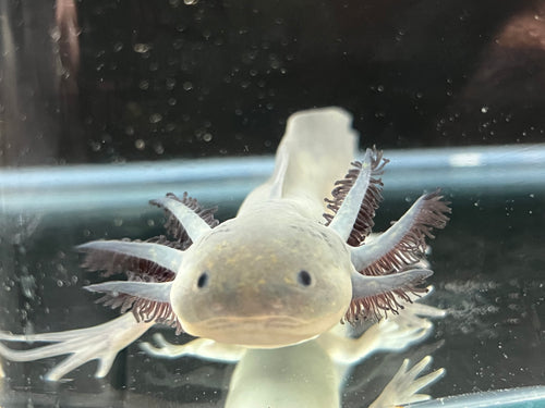 Long Fluffy Gill Axolotls Axolotl Pet For Sale Live Arrival Guarentee ...