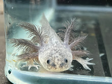 Load image into Gallery viewer, Axanthic Axolotl Juvie Nina&#39;s Axolotl Nursery
