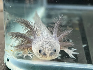 Axanthic Axolotl Juvie Nina's Axolotl Nursery